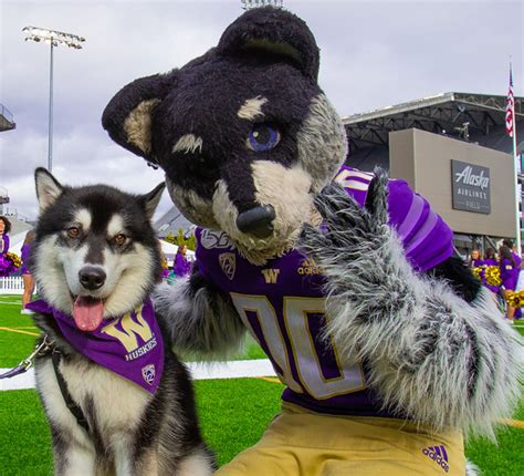 The Washington Huskies Mascot: Building a Legacy through Generations